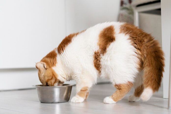 Preparing your cat for a sonogram, including fasting and water guidelines